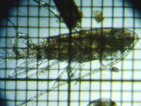 fig.02 �q�Q�i�K�P���~�W���R