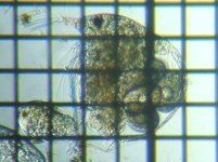 fig.03 �]�E�~�W���R