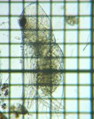 fig.05 �I�I�A�^�}�~�W���R