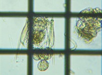 fig.08 �n�l�E�f�����V