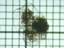 fig.09 �t�N�������V