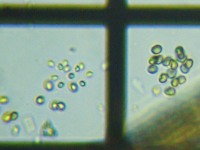 fig.12 ��������