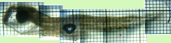 fig.15 �O���e��