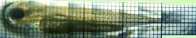 fig.01 �ӏo�����̃z�������R�e��