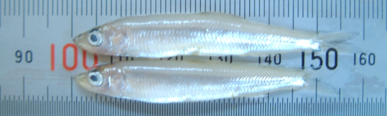 fig.01 ���J�T�M������