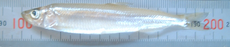 fig.02 ���J�T�M������