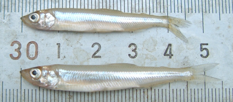 fig.01 ���J�T�M������