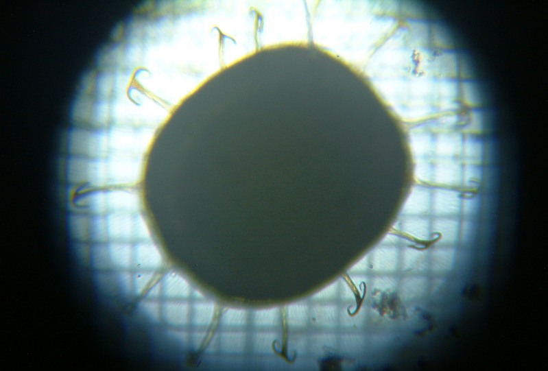 fig.01 �I�I�}���R�P���V�i�̂̑S�i�j