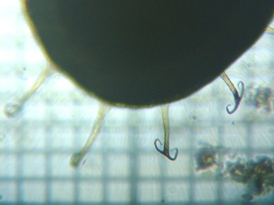 fig.02 �́E����