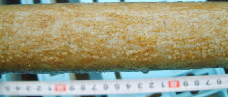 fig.05 ���c�S�Y�����i�`��j