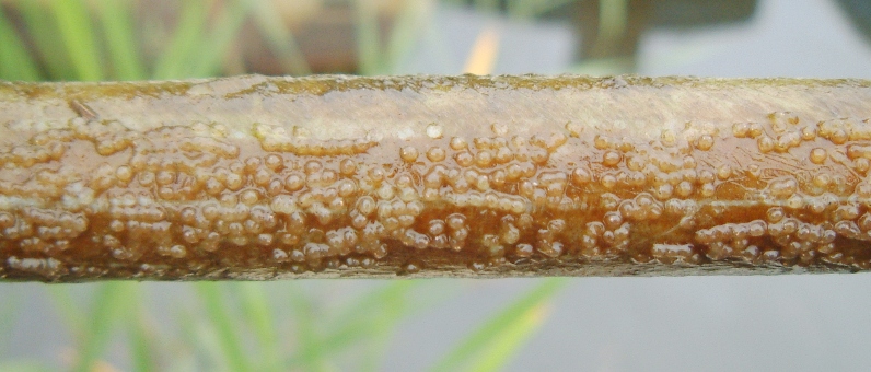 fig.06 ���c�S�Y�����i�a��j