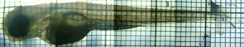 fig.01 ���c�S�O���e��