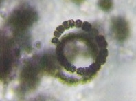 fig.03 �A�i�x�i