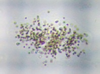 fig.07 �N���I�R�b�N�X��