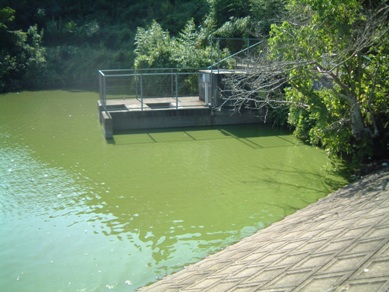 fig.01 �Y�փP�r�i�g���|���v�t�߁j