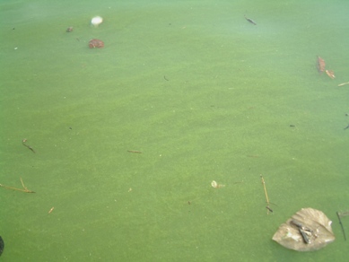 fig.02 ���ʂ̃A�I�R���ہi�����j
�Ȗ͗l��������