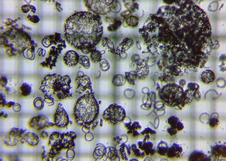 fig.03 �r���̌������ώ@�i�ʐ^�͂P�D�P�~�O�D�W�����l���͈̔͂������j