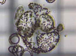 fig.06 �~�N���L�X�e�B�X