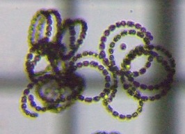 fig.08 �A�i�x�i