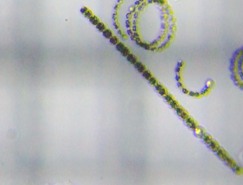 fig.09 �A�i�x�i