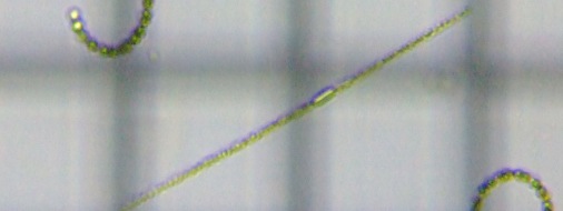 fig.10 �A�i�x�i