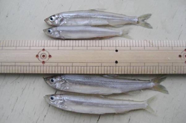 fig.01 ���J�T�M�������i�Q�O�O�X�N�P�O���j