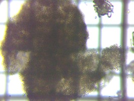 fig.07 �~�N���L�X�e�B�X