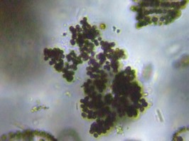 fig.08 �~�N���L�X�e�B�X