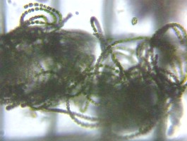 fig.09 �A�i�x�i