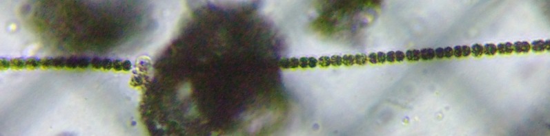 fig.10 �A�i�x�i