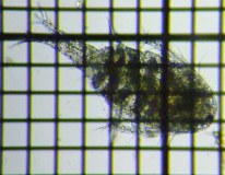 fig.01 �P���~�W���R��