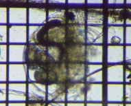 fig.03 �]�E�~�W���R