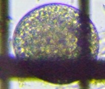 fig.05 �m���i���j