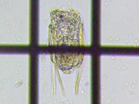 fig.06 �n�l�E�f�����V