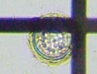 fig.07 �s�ځi���������j