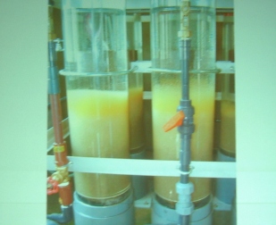 fig.11 �R���΋��Ƌ����g���V��m��������
�w�R���΂ɂ����郏�J�T�M���B�ւ̎��g�݁x