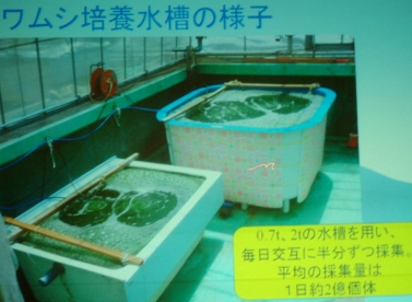 fig.12 �͌��΋��Ƌ����g���n�Ӂ@�v������
�w�͌��΂̃��J�T�M�����Ɍ��������g�݁x