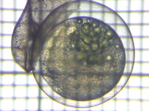 fig.01b �������