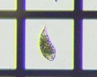 fig.02 ���[�O���i��