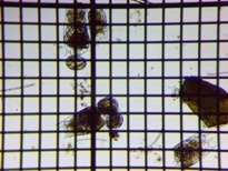 fig.03 �c�{�����V