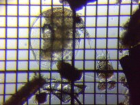 fig.05 �]�E�~�W���R