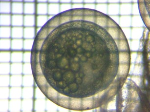 fig.02a ����Q����