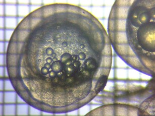 fig.02b ����Q����