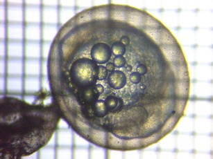 fig.03a ����R����