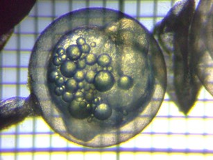 fig.03b ����R����