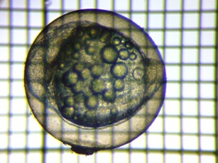 fig.04a ����S����