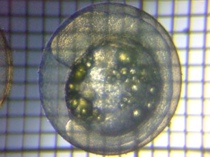 fig.04b ����S����