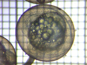 fig.05a ����T����