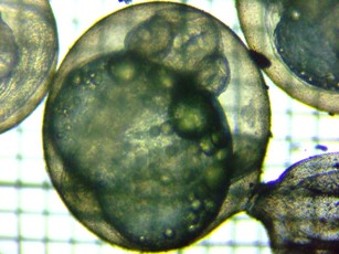 fig.06a ����U����