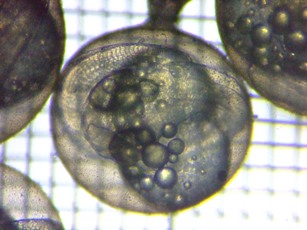 fig.06b �N���b�N�œ���X�^�[�g